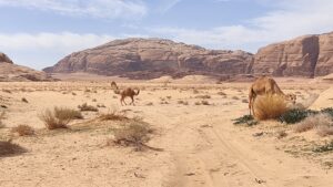 My cave life in Wadi Rum Desert KKonscious Camel encounter